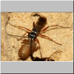 Agenioideus cinctellus - Wegwespe mit Spinne 02a - Sandgrube Niedringhaussee.jpg